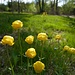 Trollblumen (Trollius europaeus)