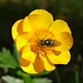 Hahnenfuß (Ranunculus)