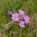 Mehlprimel (Primula farinosa)