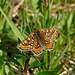 Skabiosen-Scheckenfalter (Euphydryas aurinia)