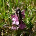Wald-Läusekraut (Pedicularis sylvatica)