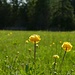 Trollblume (Trollius europaeus)