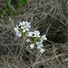 Wiesen-Schaumkraut (Cardamine pratensis)