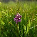 Breitblättriges Knabenkraut (Dactylorhiza majalis)