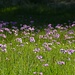 Mehlprimel-Wiese / prato di Primula farinosa