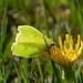 Zitronenfalter (Gonepteryx rhamni)