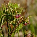 Heidelbeere (Vaccinium myrtillus)