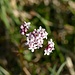 Kleiner Baldrian (Valeriana dioica) Sumpf-Baldrian