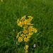 Steppen-Greiskraut - Tephroseris integrifolia