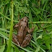 Grasfrosch