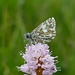 Pyrgus malvae, Kleiner Würfel-Dickkopffalter 