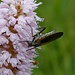Schlangen-Knöterich (Bistorta officinalis) 