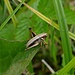 Schöne Heuschrecke / bella cavalletta