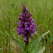 Breitblättriges Knabenkraut (Dactylorhiza majalis)