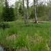 Biberparadies / paradiso del castoro<br />