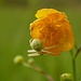 Misumena vatia (Veränderliche Krabbenspinne)