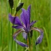 Sibirische Schwertlilie (Iris sibirica)