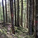 Der rote Pfeil verweist auf einen Querungspfad. Rechts unterhalb (nicht zu sehen) steigt die bruchholzgefüllte Rinne an.