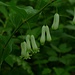 Echtes Salomonssiegel (Polygonatum odoratum)