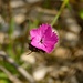 Karthäusernelke (Dianthus carthusianorum)