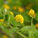 Feld-Klee (Trifolium campestre)