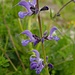  Wiesensalbei (Salvia pratensis)