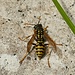 Feldwespe (Polistinae)<br />[https://www.nabu.de/tiere-und-pflanzen/insekten-und-spinnen/hautfluegler/wespen-und-hornissen/26449.html Feldwespen sind ausgesprochen friedfertig und nützlich!]