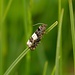 Eublemma sticticana, Wickler<br />