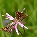 Gelbwürfelige Dickkopffalter, Carterocephalus palaemon, Bunte Dickkopffalter<br />auf einer Kuckuckslichtnelke, Silene flos-cuculi