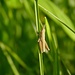 Grashüpfer Larve / Larva di una cavalletta