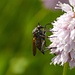 Diese Fliegen sitzen massenhaft auf dem Wiesen-Knöterich,<br />Bistorta officinalis / Queste mosche con la lunga proboscide si trovano in massa sul Bistorta officinalis