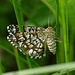 Chiasmia clathrata, Klee-Gitterspanner