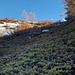 Qui tagliamo su dritto (sopra Alpe di Pesciora)