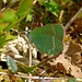 Brombeer-Zipfelfalter, Callophrys rubi