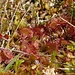  Rundblättriger Sonnentau (Drosera rotundifolia)