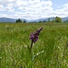Orchideen und Berge gibt`s im Moor / Nella palude si trovano le orchidee e le montagne