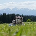 Grizzlies vor den Allgäuer Alpen
