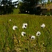 Scheiden-Wollgras (Eriophorum vaginatum) 