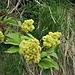Sambucus racemosa L. 	<br />Adoxaceae<br /><br />Sambuco rosso<br />Sureau à grappes <br />Trauben-Holunder, Roter Holunder <br />