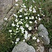 Cerastium arvense L. 	<br />Caryophillaceae<br /><br />Peverina dei campi<br />Céraiste des champs <br />Acker-Hornkraut <br />