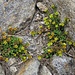 Sedum alpestre Vill. 	<br />Crassulaceae<br /><br />Borracina alpestre<br />Orpin des Alpes <br />Alpen-Mauerpfeffer <br />