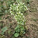 Petasites albus (L.) Gaertn. 	<br />Asteraceae<br /><br />Farfaraccio bianco<br />Pétasite blanc <br />Weisse Pestwurz <br />