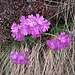 Primula hirsuta All. 	<br />Primulaceae<br /><br />Primula irsuta<br />Primevère à gorge blanche <br />Rote Felsen-Primel, Behaarte Schlüsselblume <br /><br />Primevère à gorge blanche <br />