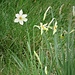 Narcissus poëticus L. 	<br />Amaryllidaceae<br /><br />Narciso selvatico<br />Narcisse des poètes <br />Weisse Garten-Narzisse, Poeten-Narzisse <br />