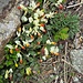 Polygala chamaebuxus L. 	<br />Polygalaceae<br /><br />Poligala falso bosso<br />Polygale petit buis <br />Buchsblättrige Kreuzblume <br />