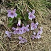 Viola odorata L. 	<br />Violaceae<br /><br />Viola mammola<br />Violette odorante <br />Wohlriechendes Veilchen <br />