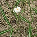 Crocus albiflorus Kit. 	<br />Iridaceae<br /><br />Croco bianco<br />Crocus du printemps<br />Frühlings-Safran, Frühlings-Krokus <br />