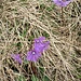 Soldanella alpina L. 	<br />Primulaceae<br /><br />Soldanella comune<br />Soldanelle des Alpes <br />Grosse Soldanelle, Grosses Alpenglöckchen<br />