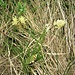 Carex halleriana Asso   ????<br />Cyperaceae