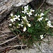 <br /><br />Cardamine alpina Willd. 	<br />Brassicaceae<br /><br />Billeri alpino<br />Cardamine des Alpes <br />Alpen-Schaumkraut <br />